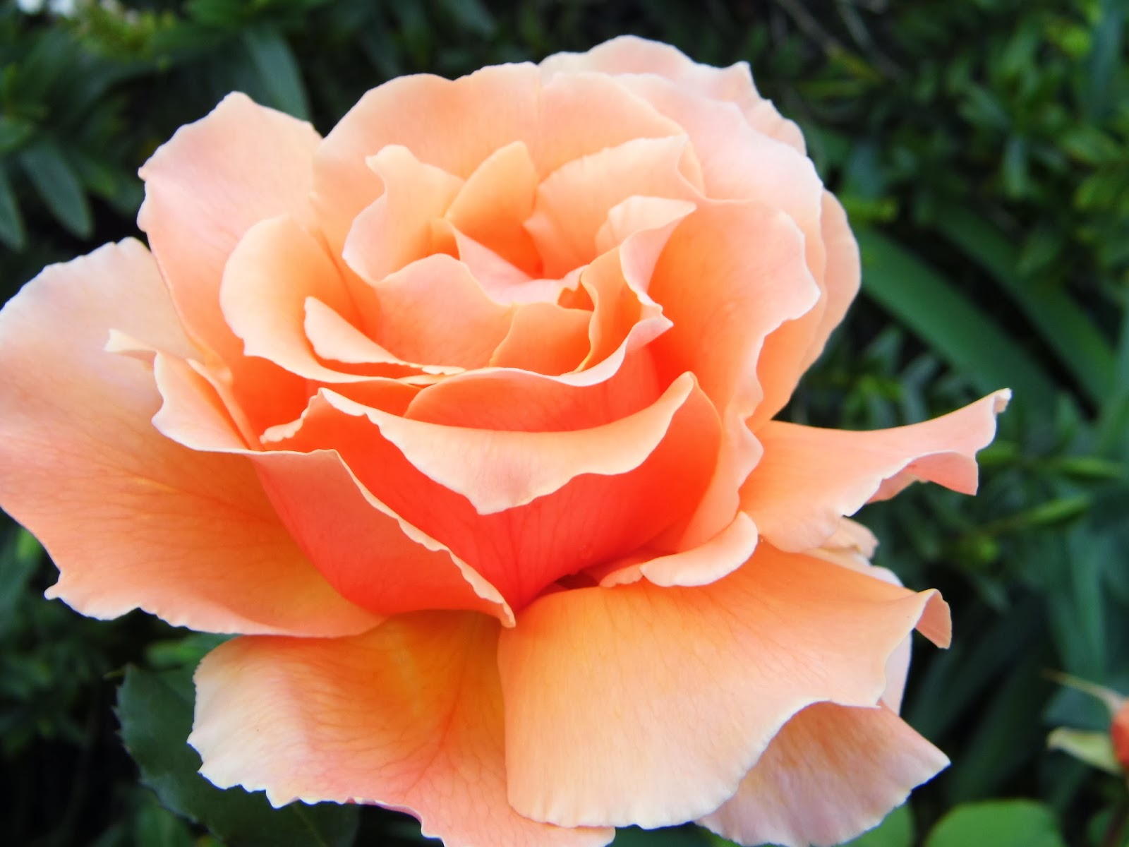 Just Rose image